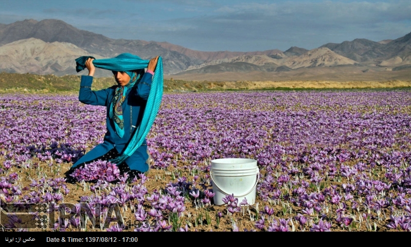 برداشت زعفران در دشتستان