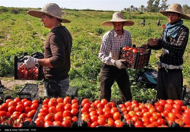 تعاون روستایی گوجه فرنگی کشاورزان بوشهر را توافقی می خرد