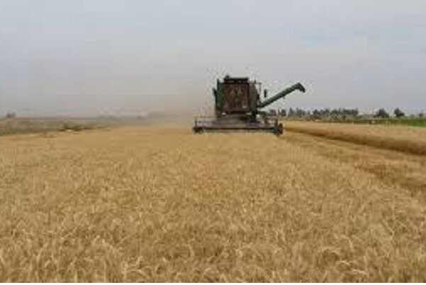 تولید گندم در استان بوشهر چهار برابر شد