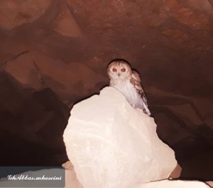 توسط پرنده نگر هم استانی؛یک فرد جغد طلایی در استان بوشهر ثبت شد