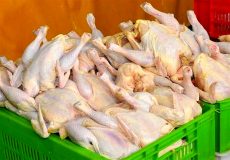 افزایش بی ضابطه قیمت مرغ در بوشهر