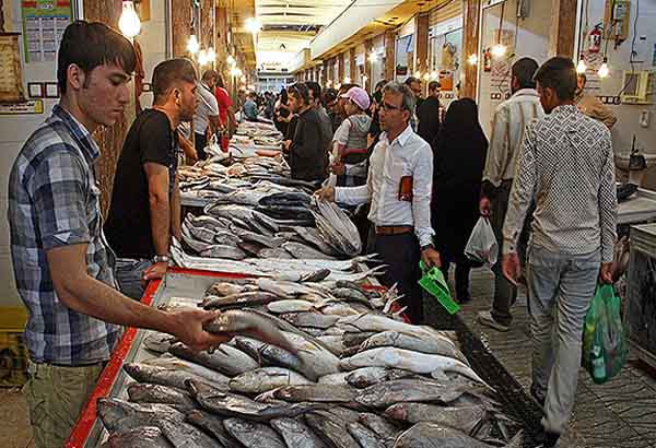 خروج ماهی از بوشهر محدود شد