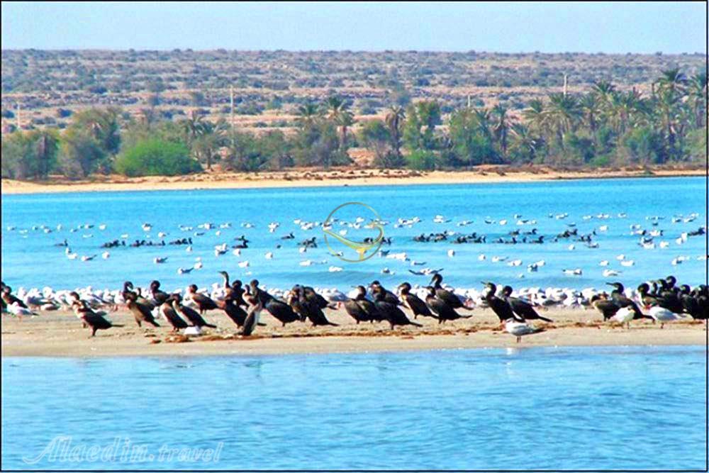 باران بارید و تالاب «حله » جان گرفت