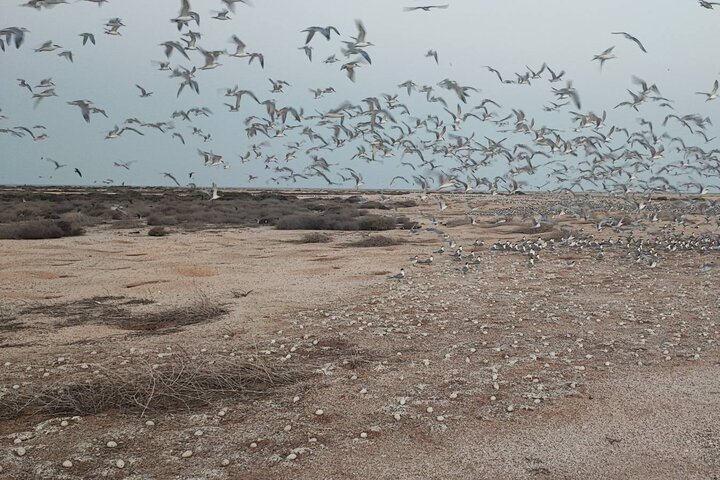 آماربرداری از پرندگان مهاجر تابستانگذران استان بوشهر