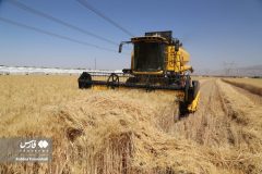 گندم به بازار سیاه رفت